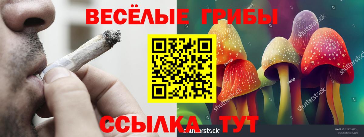 Киселёвск  Галлюциногенные грибы Cubensis  Вход с VPN 
